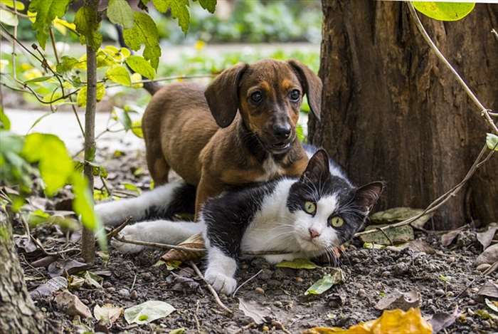 Comment prendre soin de son animal de compagnie??