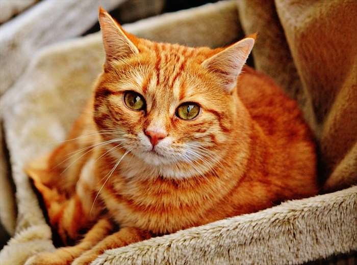 Comment faire pour favoriser le bien être de son chat??