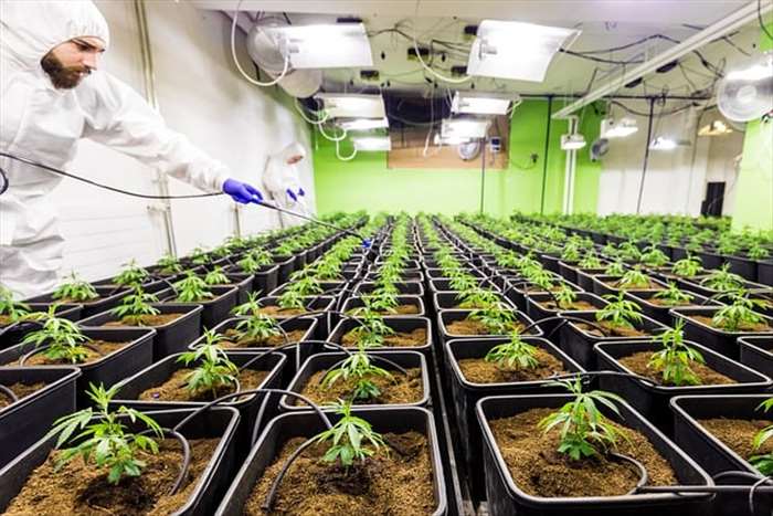 Pourquoi faire appel à un grossiste de CBD en Hollande??